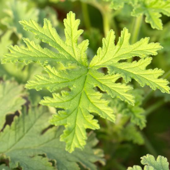 Calvin Klein Eternity Cologne For Men Eau De Toilette 100ml